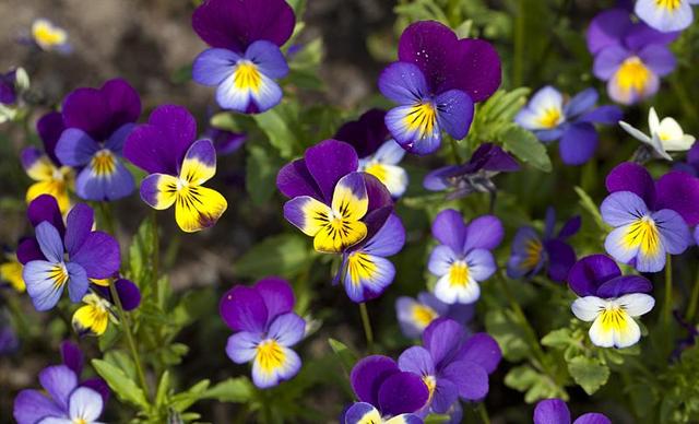 日本的花和花语，日本兰花花语（200种花卉的花语汇总）