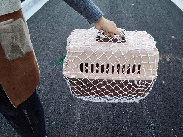 快递可以寄狗吗，顺丰托运宠物价格表（如何快递运输狗狗及运输宠物时的注意事项）