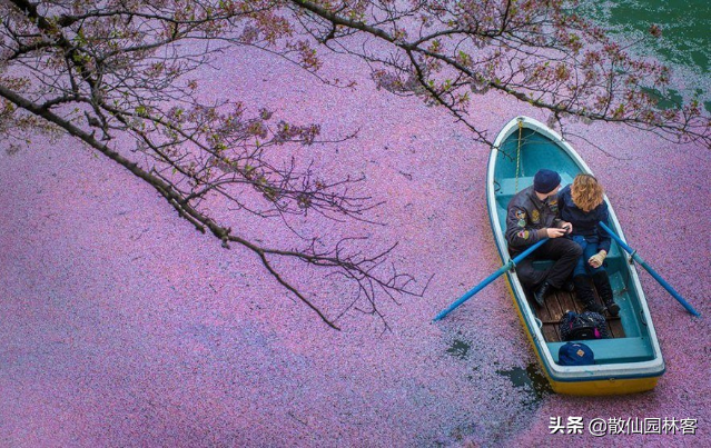 中国樱花有几个品种，中国樱花树品种（这81种樱花）