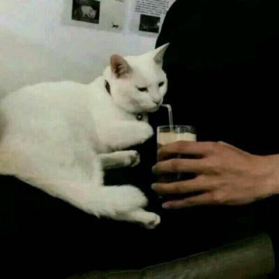 猫咪微信头像,猫咪头像(高冷动物微信头像高清可爱小猫咪) 猫咪微信头像,猫咪头像(高冷动物微信头像高清可爱小猫咪)