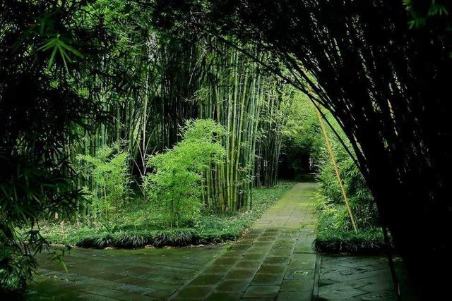 竹的品质及现实生活中代表人物，郑板桥与竹