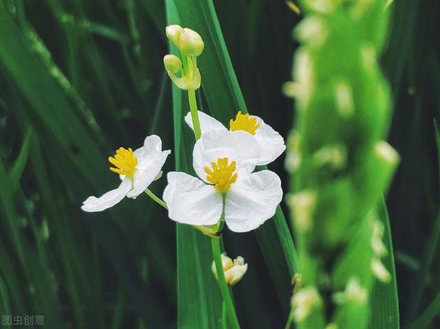 小连翘的花语是什么，小连翘的花语是什么花（请查看您的专属生日花）