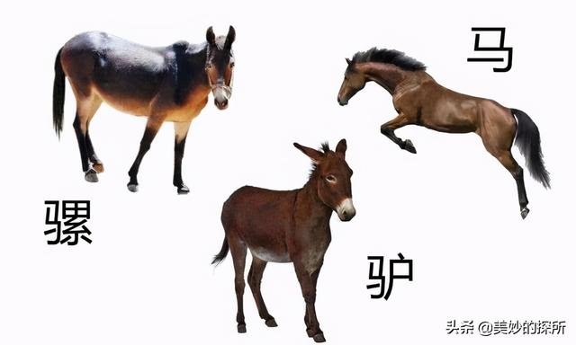 生殖隔离让马和驴能生出骡子,能让老虎和狮子生出狮虎兽,但是为何黄种