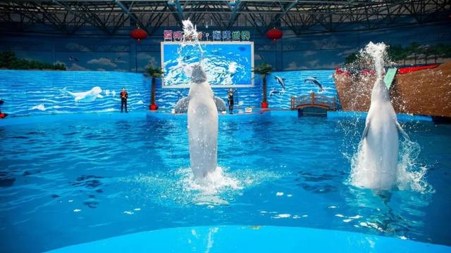 昆明这个地方海洋馆都有哪几个啊，昆明海洋馆在什么地方（科普保护1.4亿年的“水中国宝”）