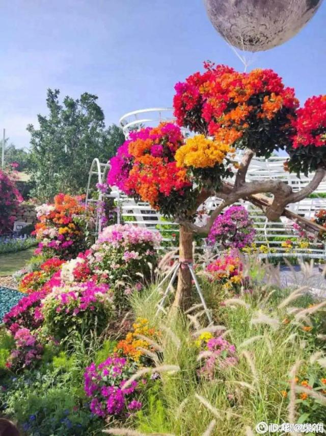 荷花有几种颜色，莲花有几种颜色分别是象征什么（1盆菊花售价1.2万）