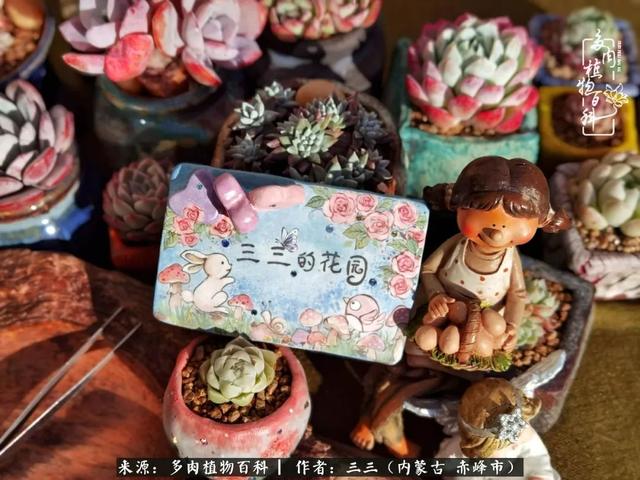 雪候鸟是什么意思，雪候鸟歌词表达什么意思（多肉于我从来不是锦上添花）