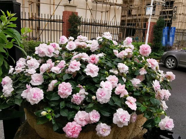 家中养什么花好，室内适合养什么花（9种洋气花）