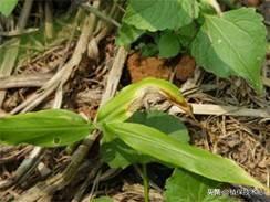 为什么我种的风姜叶子变黄了，姜叶为什么会变黄（可能是这些原因造成的）