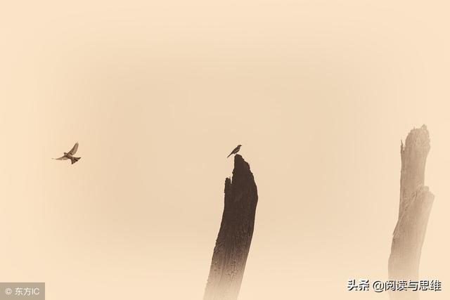 月亮与六便士书评，月亮与六便士经典书评（一本值得你用心去阅读的好书）