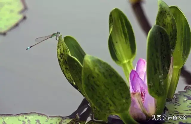 莲花的别称有哪些，莲花的别称有哪些拼音（ 太齐全太珍贵了）