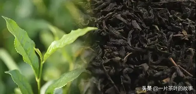 黑茶属于什么茶，湖南安化黑茶属于什么茶（黑茶与其他茶有何不同）