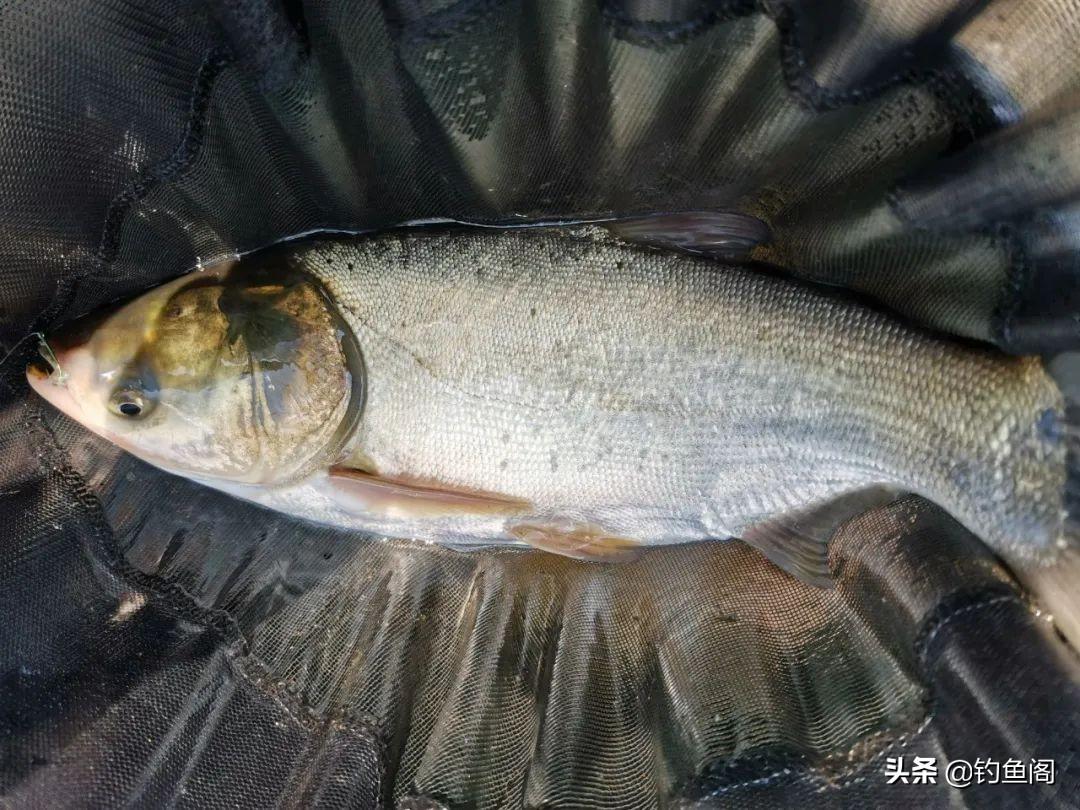 老三样饵料揭秘：钓大头鱼最有效的经典搭配方案，助你轻松爆护！