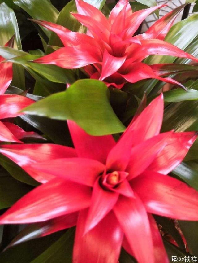 鸿运当头这种花属于凤梨科,由于它的花颜色是大红色,看起来很喜庆