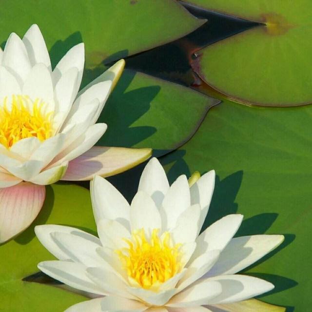 荷花怎么种植方法 荷花如何种植，荷花怎么种植方法（清水就能“出芙蓉”）