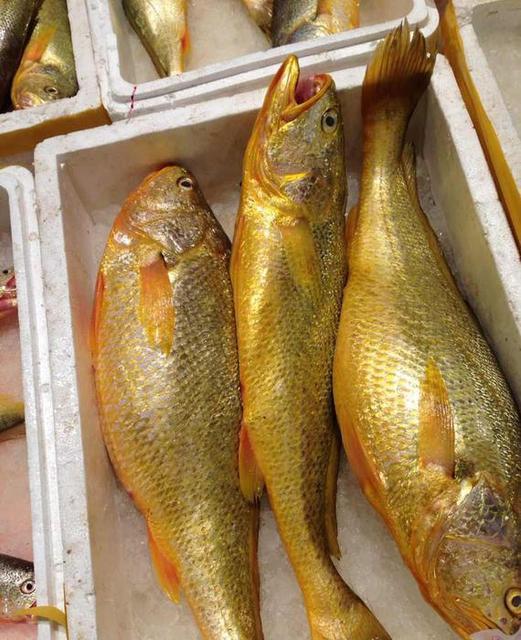 黄鱼和黄花鱼的区别和营养价值