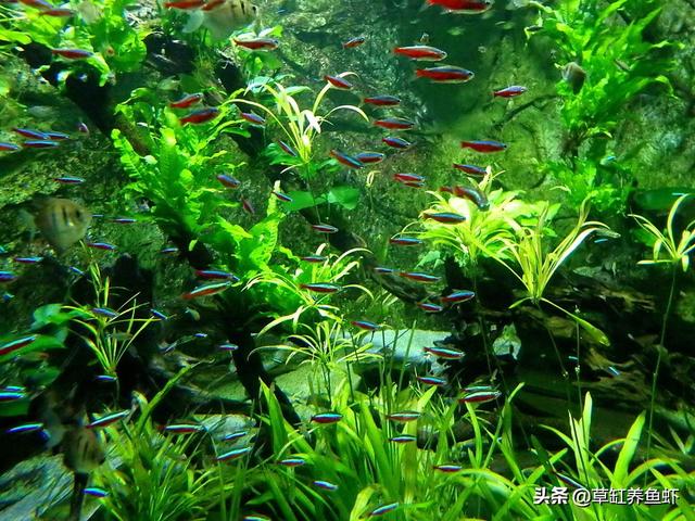 雷龙鱼水温多少合适，彩虹雷龙鱼水温多少合适（80缸养莫斯和雷龙）