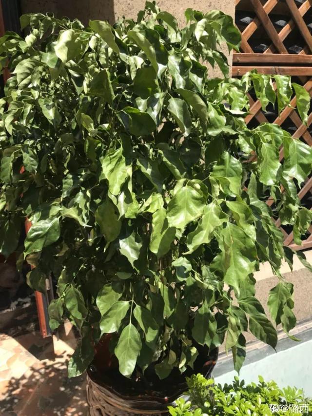 鹅掌柴的作用与功效，鹅掌柴的功效与作用（一养就能养20年）