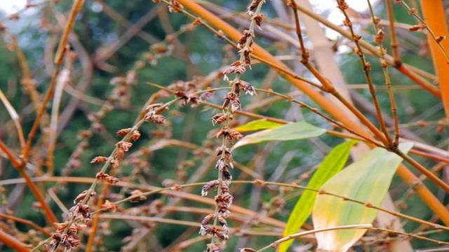 竹子开花吗，竹子一生只开一次花吗（竹子开花难道真是“大灾变”的前兆）