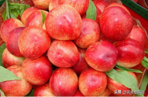 桃驳李和油桃的区别，桃驳李与油桃区别（反季节销售20元1斤）