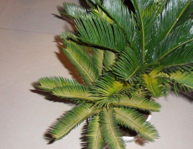 铁树叶子发黄怎么办啊，铁树叶子发黄怎么处理（变绿的方法现在教给你）