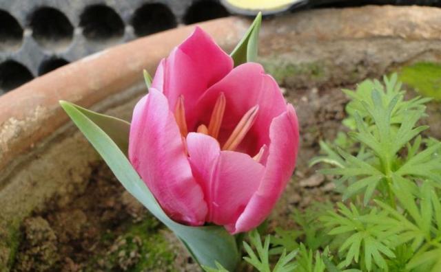 郁金香多久开花，郁金香从播种到开花需要多少天（郁金香在南方也能养开花）