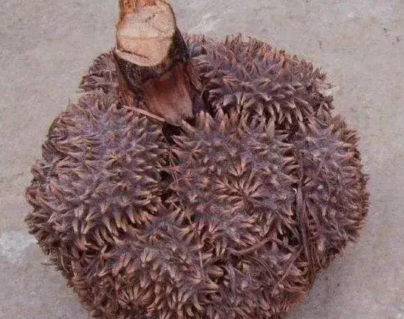 滴血莲花有何作用，滴血莲花对人有什么好处（能吃能玩儿太有趣）