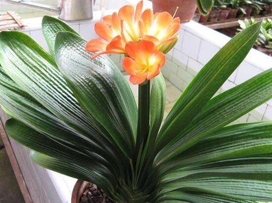 君子兰为什么不能送人，送人君子兰的寓意（送人君子兰的寓意是什么）