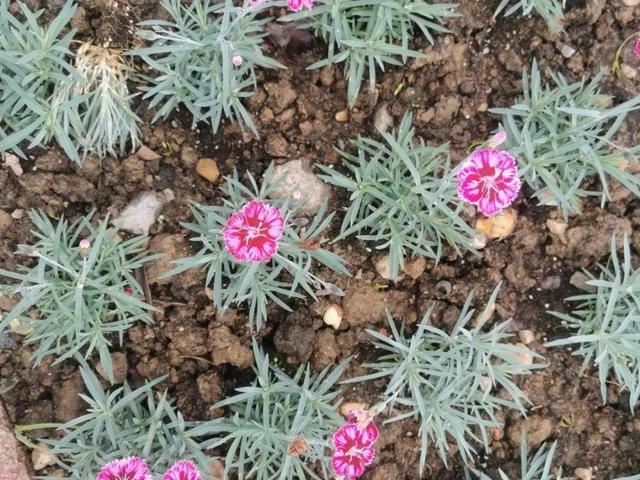 紫薇花什么季节开花，紫薇什么时候开花（温度高也不休眠）