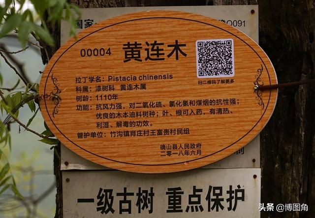 黄连树值钱吗，100年的黄连树值多少钱（牌子上写着：黄连木）
