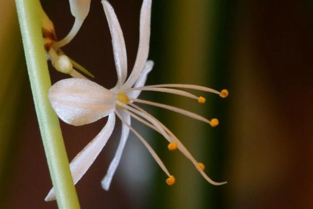 青叶吊兰的养殖方法和注意事项，青叶吊兰什么时候栽培呢（吊兰经常开花的几个技巧）