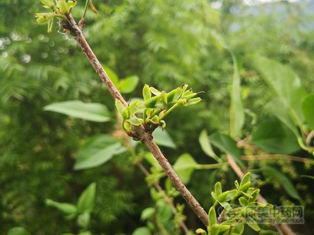 连翘图片大全高清图片，连翘图片高清图片（连翘图片大全大图）