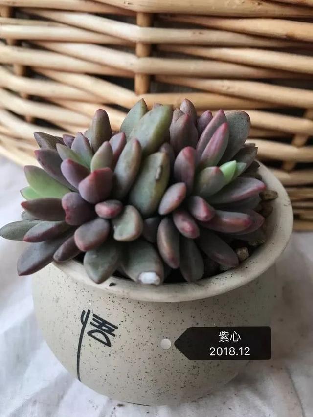 丸叶松绿怎么养，丸叶松绿的叶子可用来繁殖吗（养多肉，记名字，预防老年痴呆）