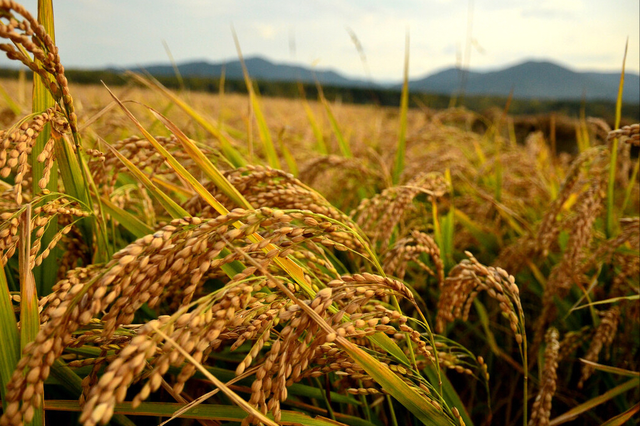 19266大米一定是五常大米吗，“19266”和“1354”区别大