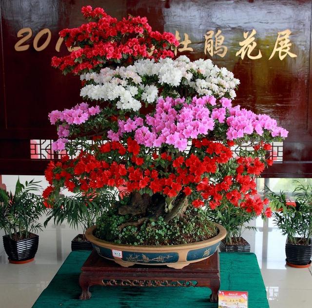 日本杜鹃盆景养殖方法，最实用的方法养出最美的花