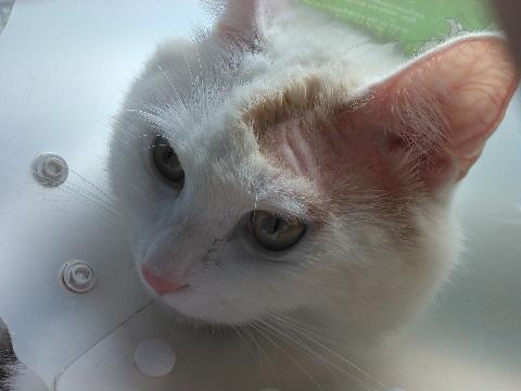 猫得了猫癣抹什么药膏，猫癣用的药膏（猫咪有猫藓擦什么药膏）