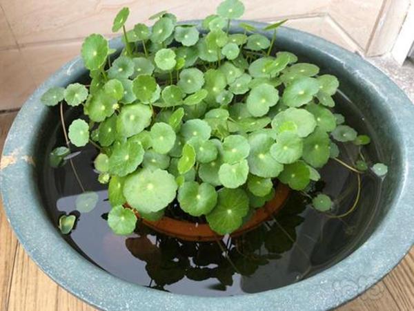 种什么花最旺财，十二生肖各不同（有条件多养这几种花）
