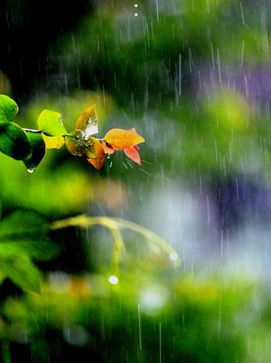 含雨的诗句，含雨的诗句连续两句（诗词鉴赏-十三首夏雨诗词）