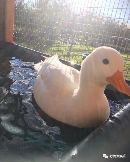 王思聪的鸭子是什么鸭，柯尔鸭幼崽多少钱一只（王思聪把买来的宠物鸭子煮了）