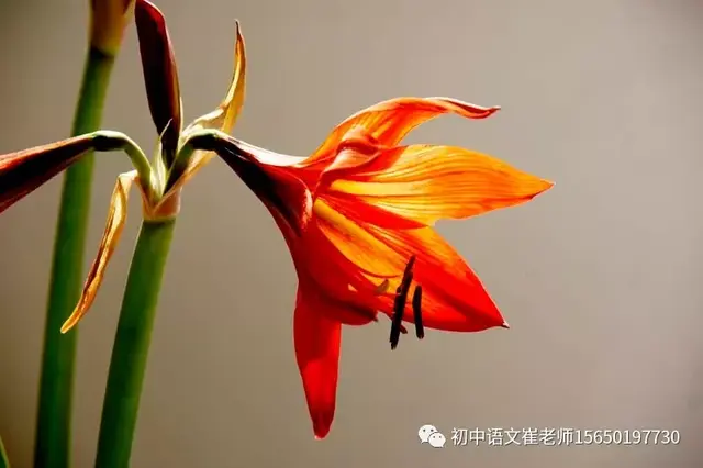 屋舍俨然的舍什么意思，有良田美池桑竹之属（《桃花源记》所有知识）