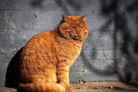 故宫最胆小御猫，我们只是惊呼是不够的