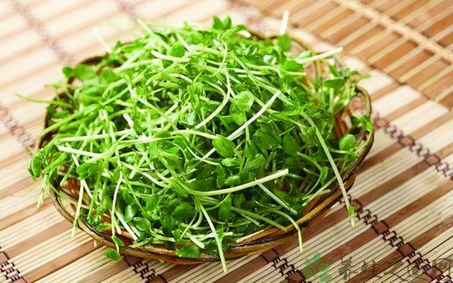 豌豆苗,豌豆苗怎么种植(豌豆苗:慢病患者常吃)