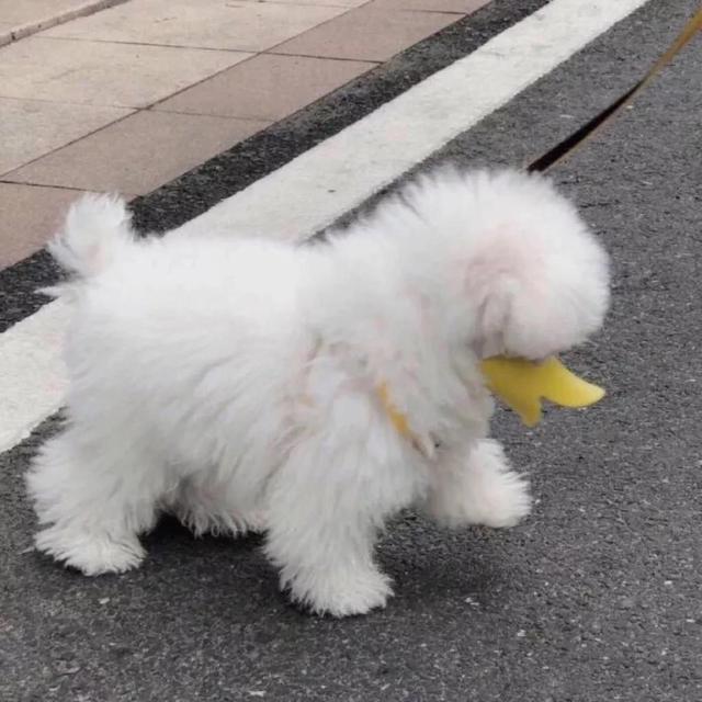 【沙雕搞怪头像】微信，【沙雕搞怪头像】（三观很正又很温柔的文案）