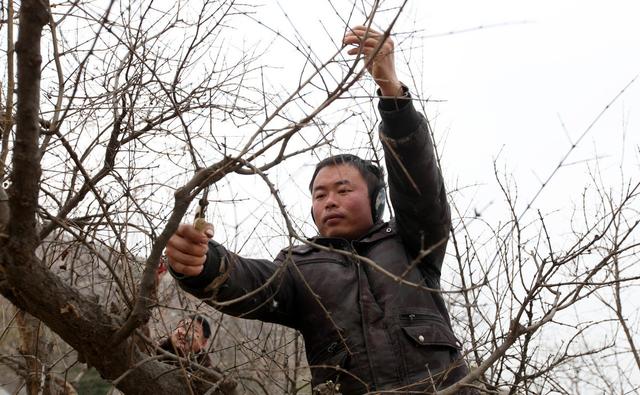 石榴树怎么剪枝，石榴剪枝方法（石榴树四季修剪方法介绍）