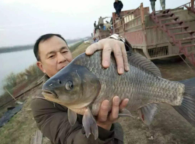 红鲤鱼怎么养在家吃什么好，鲤鱼饲养时喂这些饲料