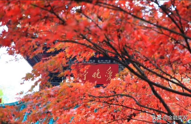 梦见红树叶好不好，今见枫叶红  梦见美人归