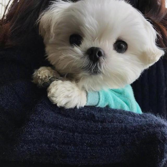 第五头像丨我可以抱抱你吗，抱抱你的头像微信（可爱头像，天好冷）