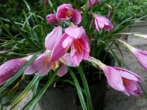 洋葱长芽了会开花吗，洋葱长芽了会开花吗有毒吗（阳台种点“大葱”）