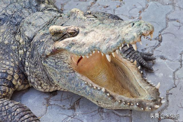 牙齿的种类有哪些，牙齿有哪些分类（带你了解人类牙齿的进化史）