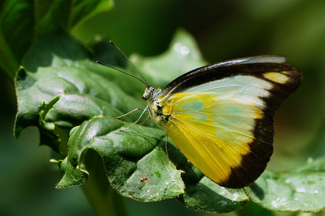 蝴蝶生活习性，蝴蝶王国（蝴蝶的生活环境和特点）