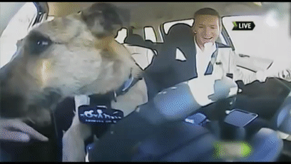 我的世界狗怎么驯服，网友教自家狗子玩《我的世界》